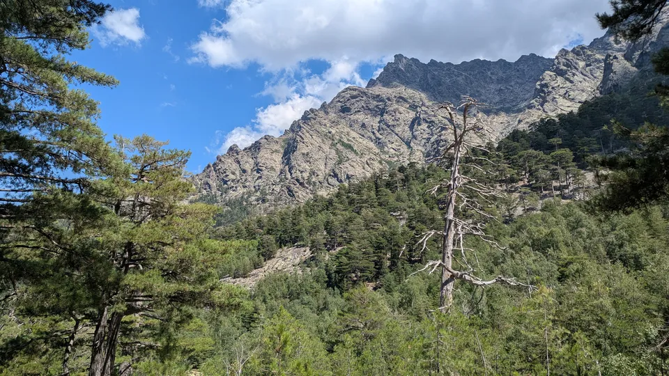 Granite peaks of the Monte Cinto massif above pine forest